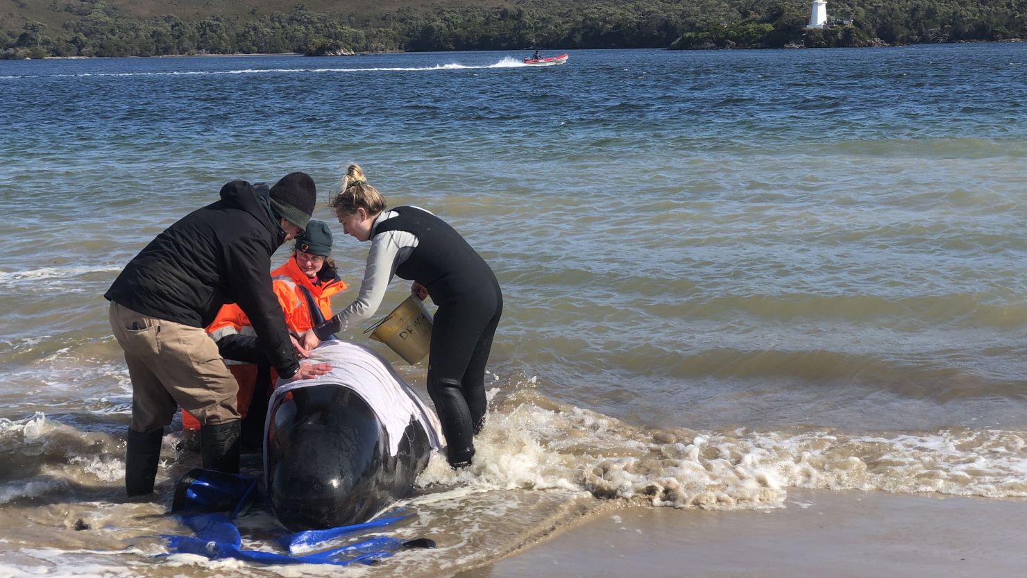 Rescue teams in Tasmania, Australia, working to rescue hundreds of stranded pilot whales on September 22.