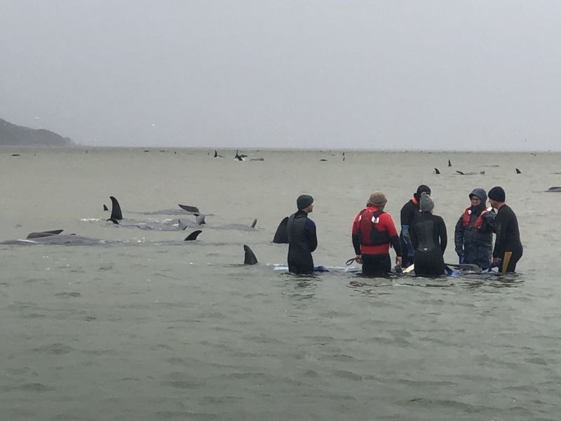 Tasmania Finds Another 200 Pilot Whales That May All Be Dead In Mass ...