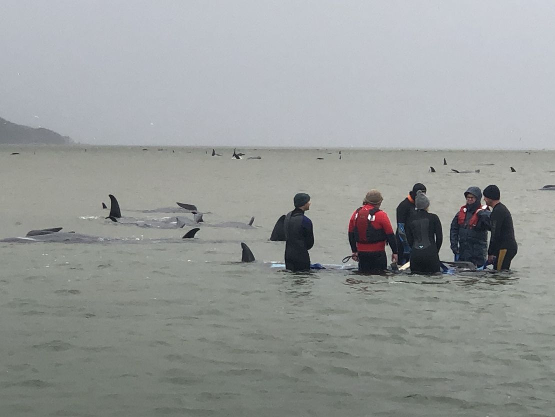 Roughly 270 pilot whales were stranded in the town of Strahan in Tasmania. 