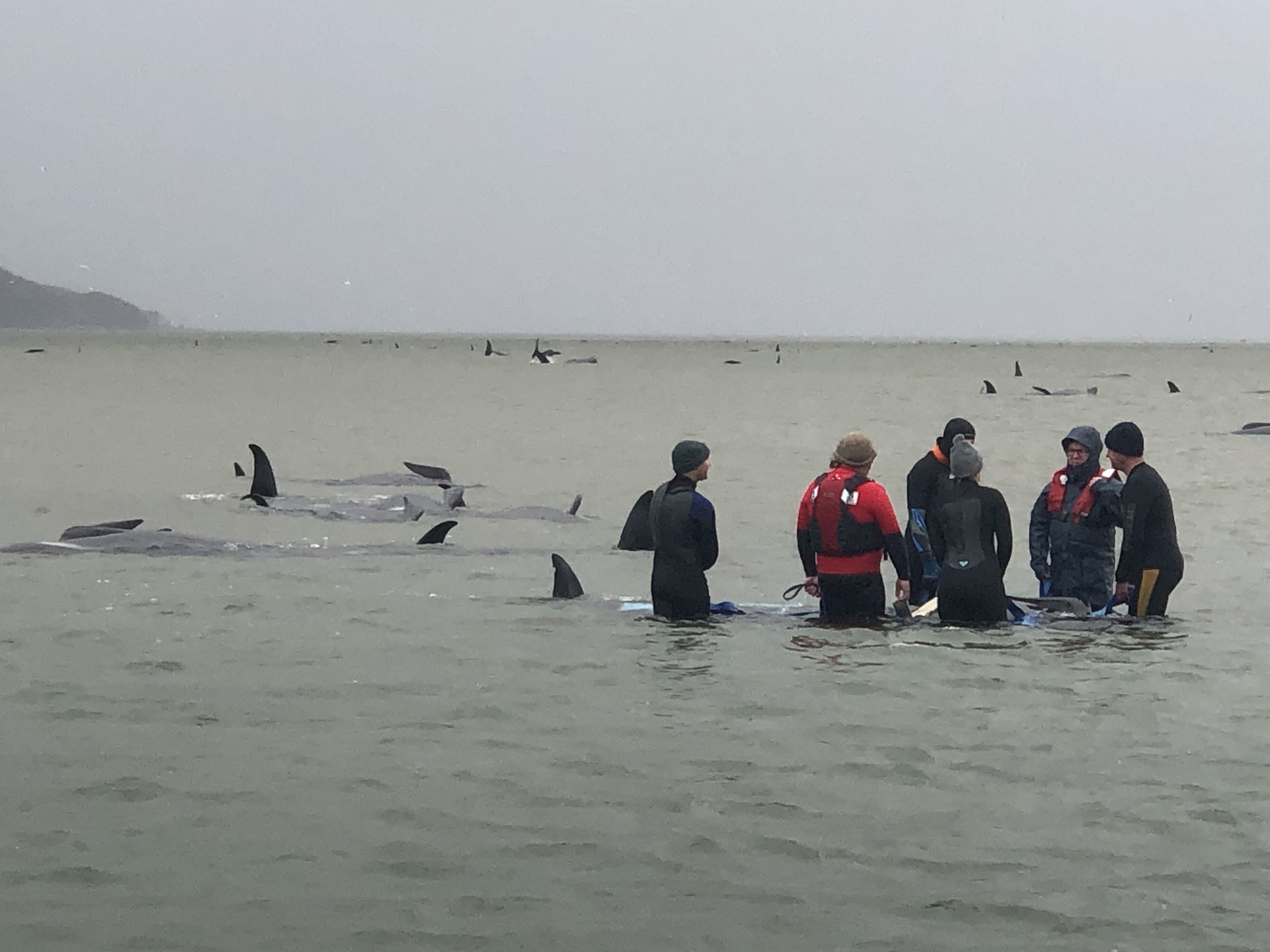 Australia whales: 90 dead in mass stranding off Tasmania - BBC News