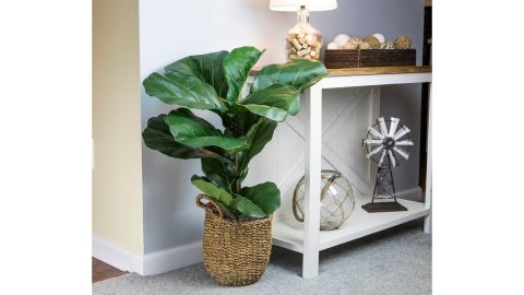 Bayou Breeze Fiddle-Leaf Fig Plant in Basket