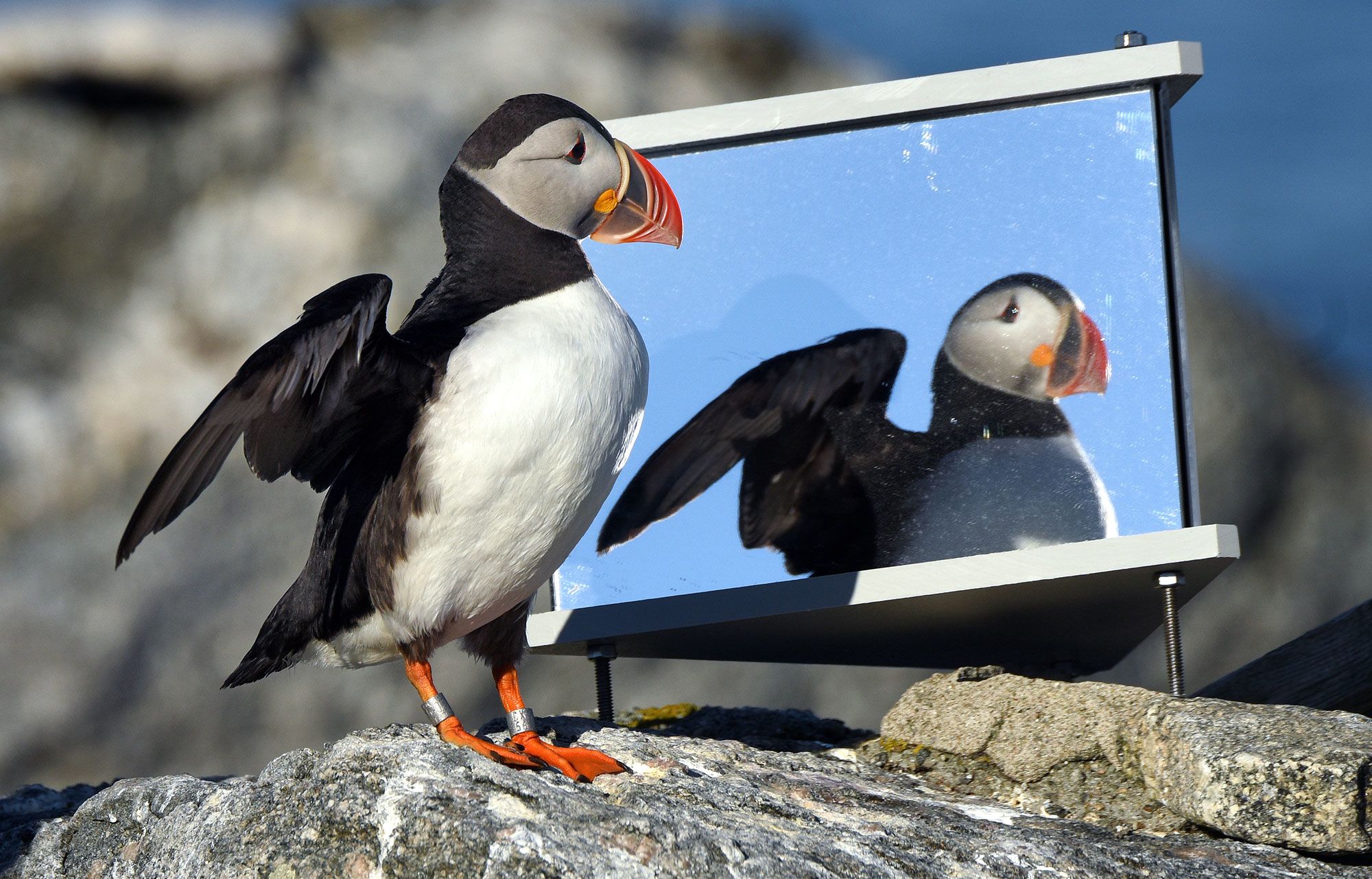 Maine's puffin colonies recovering in the face of climate change