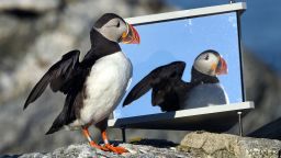 One puffin with mirror box