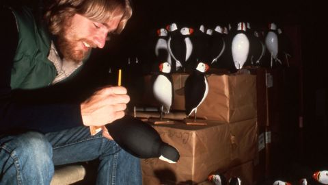 Bill Bridgeland, a Project Puffin research assistant, painting puffin decoys in 1977. 