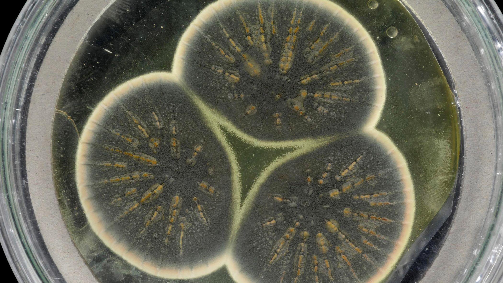 This mold was regrown from Alexander Fleming's frozen sample that produced the first antibiotic, penicillin.