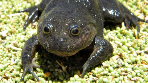 Ghost' frog not seen for 80 years rediscovered in desert hot spring | CNN