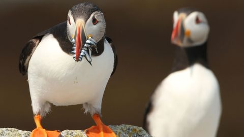 Researchers are tracking puffin diets to understand more about the health of local fisheries. 