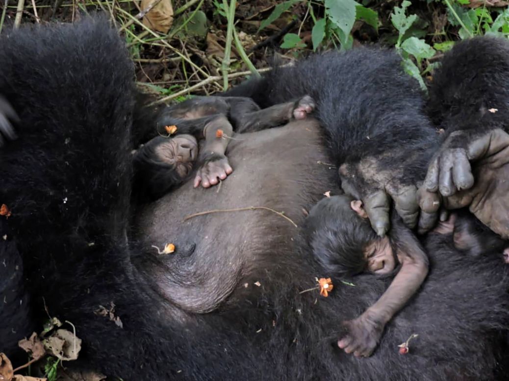 In this photo released on Tuesday, September 22, a gorilla from the Nyakamwe family holds her newly born twins at the Virunga National Park in the Democratic Republic of Congo. 