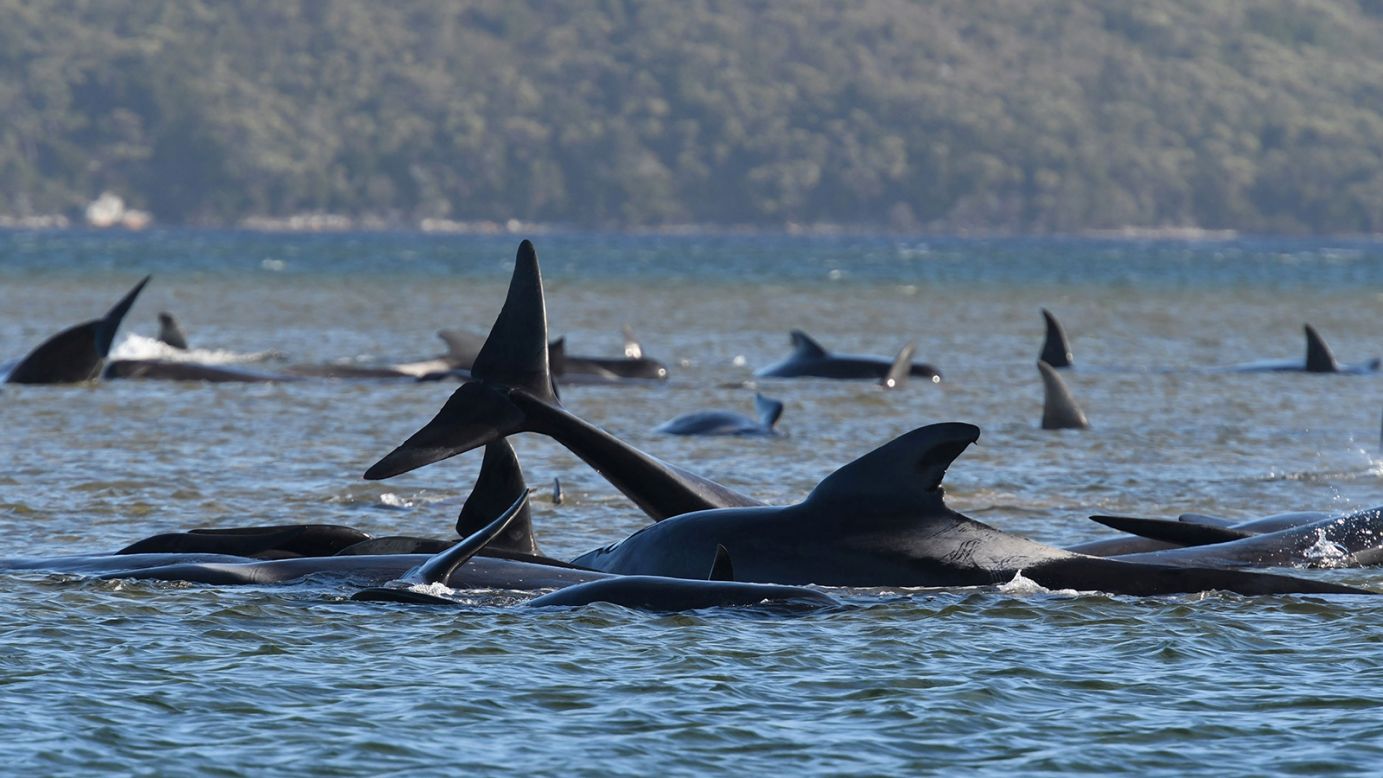 A <a href="https://www.cnn.com/2020/09/23/australia/tasmania-whale-stranding-new-pod-intl-hnk-scli/index.html" target="_blank">pod of whales</a> is seen stranded on a sandbar in Macquarie Harbour on the the west coast of Tasmania on Monday, September 21. Rescue teams are frantically working this week to rescue the whales, and up to a third of the animals are believed to be already dead. 
