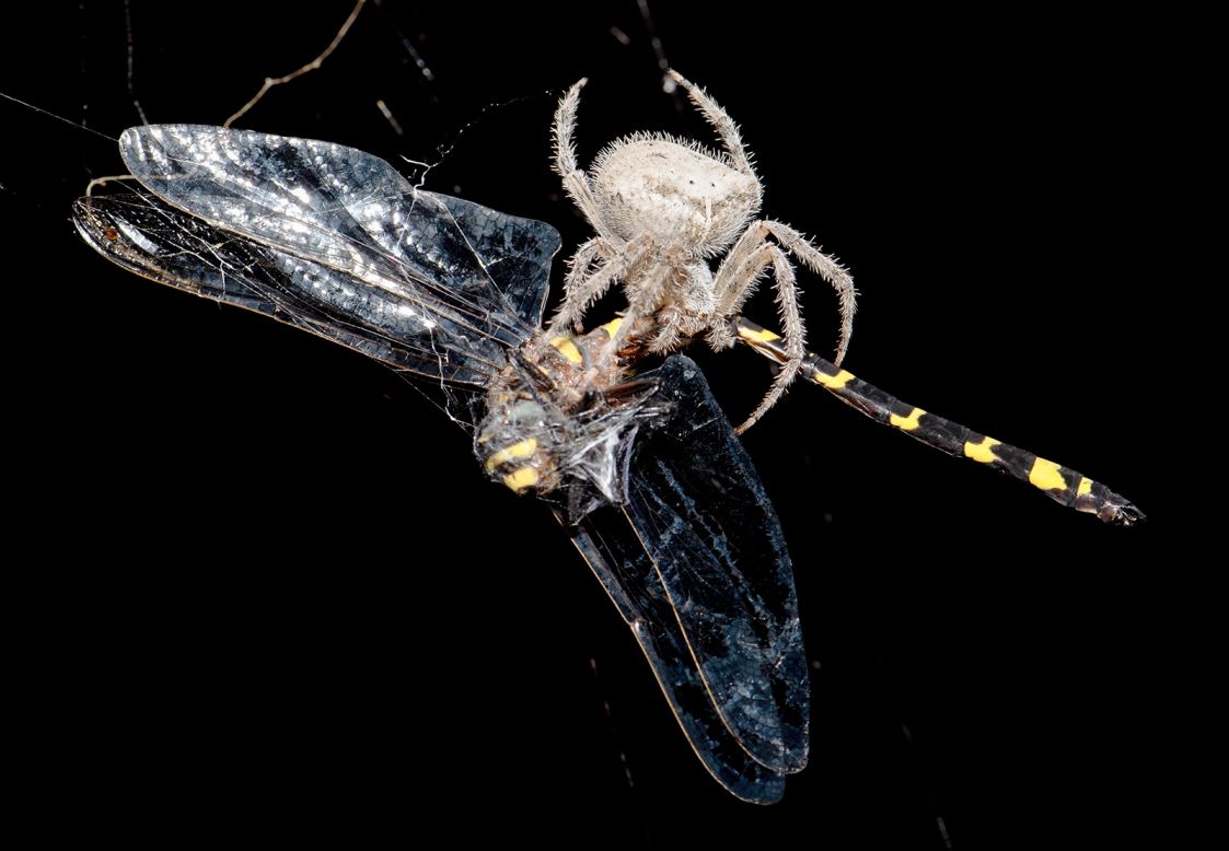 A cat-faced spider<em> </em>catches a dragonfly in its web in a garden in Mexico City on Friday, September 18. 
