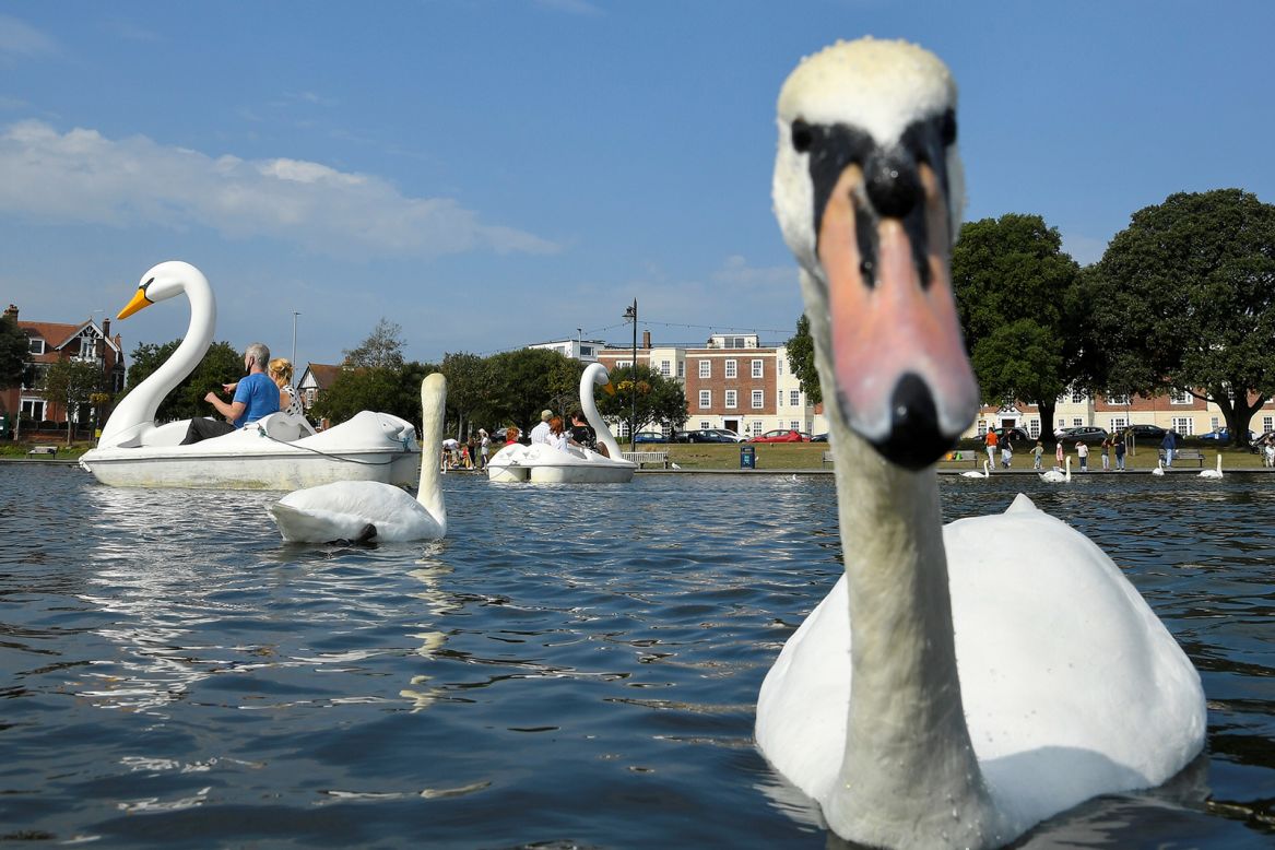 People on swan-shaped pedal boats ride near actual swans on a lake in Southsea, England, on Sunday, September 20. 