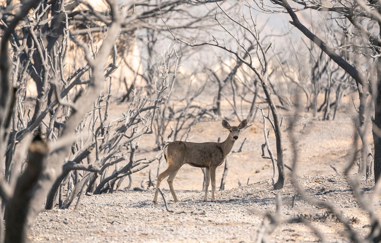 A deer looks for food in an area burnt from the Bobcat fire in Pearblossom, California, on Sunday, September 20. 