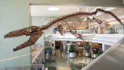 A cast of the mosasaur Gnathomortis stadtmani's bones mounted at Brigham Young University's Eyring Science Center are seen in Provo, Utah, U.S. in an undated photograph.    BYU/Handout via REUTERS NO RESALES. NO ARCHIVES. THIS IMAGE HAS BEEN SUPPLIED BY A THIRD PARTY.