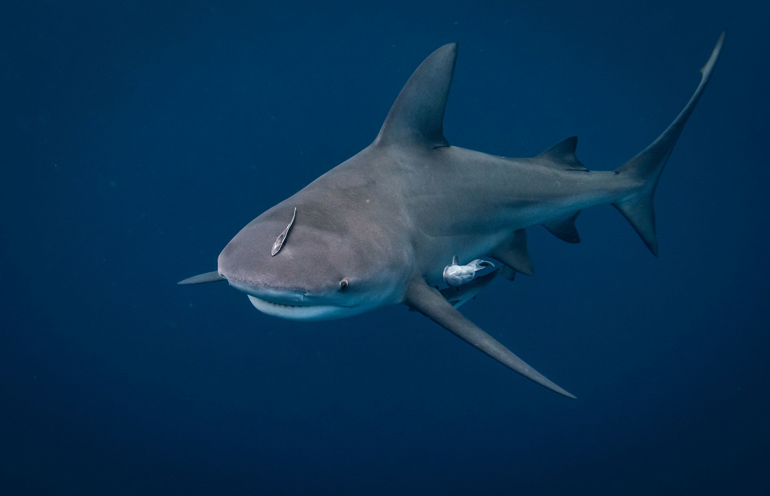 How to avoid a shark attack - Discover Wildlife