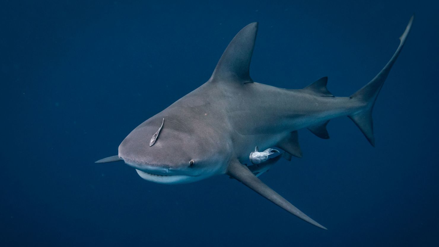 An image of a bull shark off the coast of Jupiter, Florida.