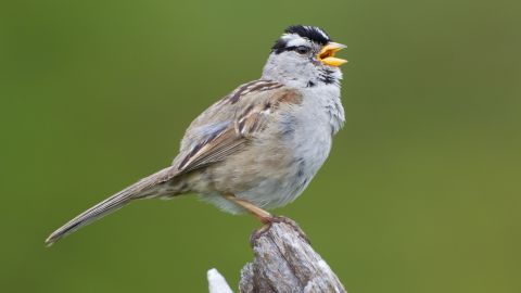 The Covid-19 shutdown created a "proverbial silent spring" across the San Francisco Bay Area, prompting the white-crowned sparrow to sing differently.