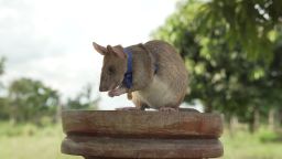 A photo of Magawa, the rat that was awarded a gold medal for its work detecting landmines in Cambodia.