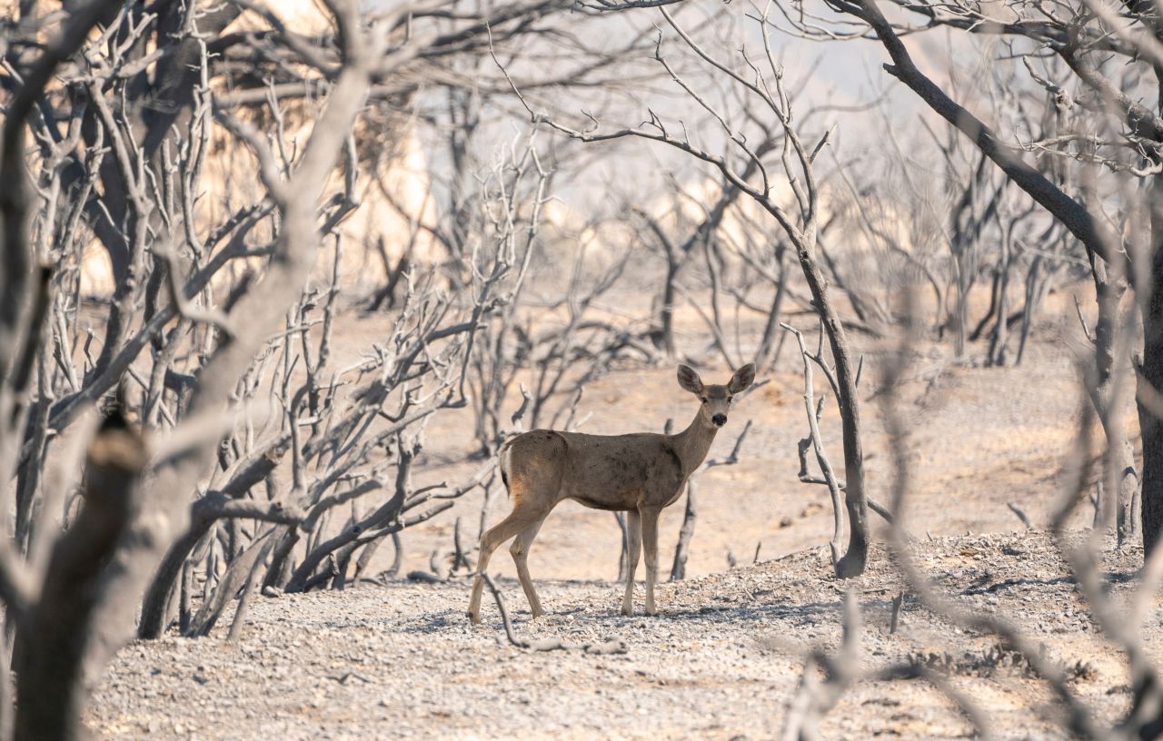 A deer looks for food in an area burned by the Bobcat Fire in Pearblossom, California.