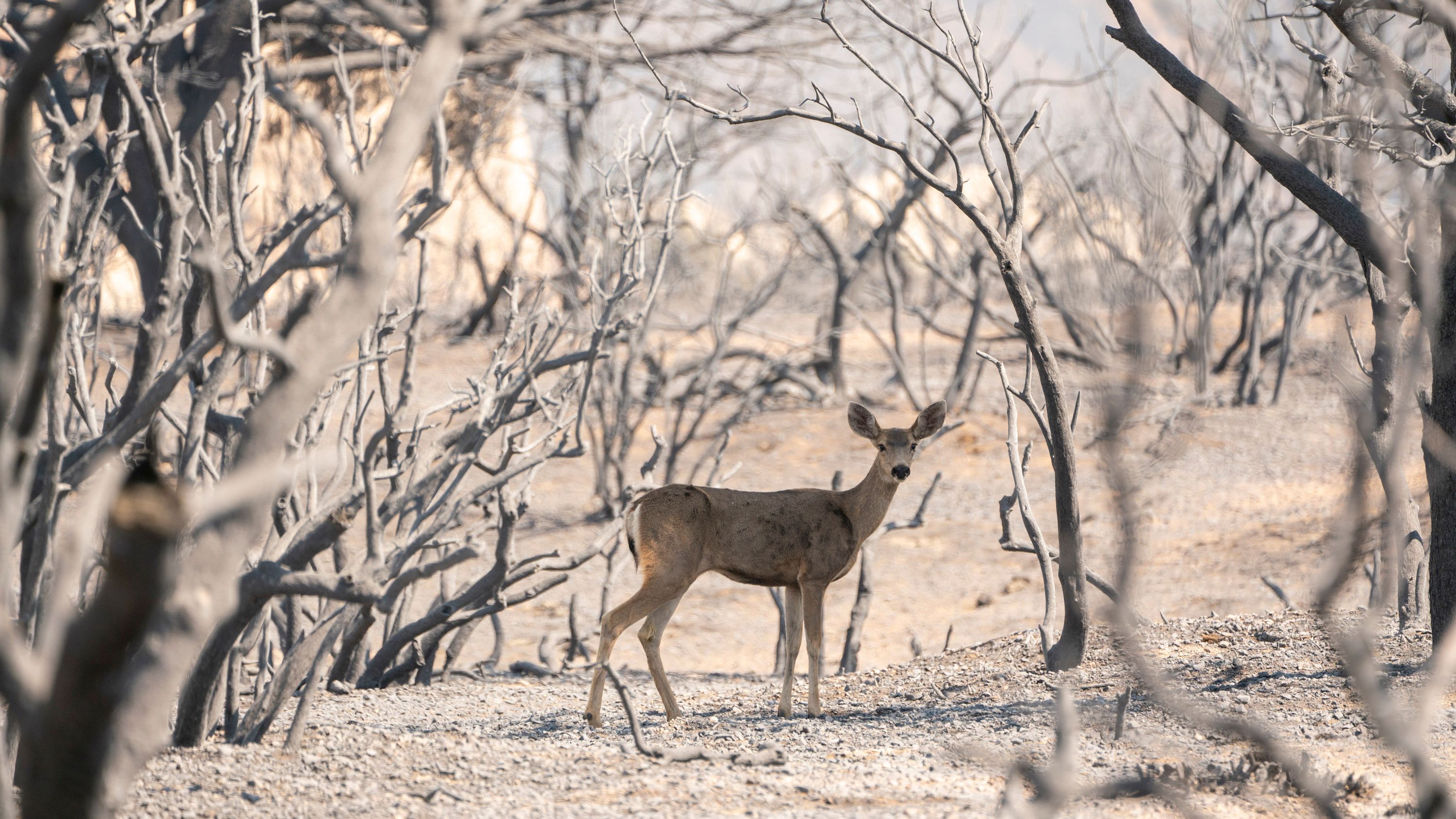 A deer looks for food in an area burned by the Bobcat Fire in Pearblossom, California, on September 20, 2020.