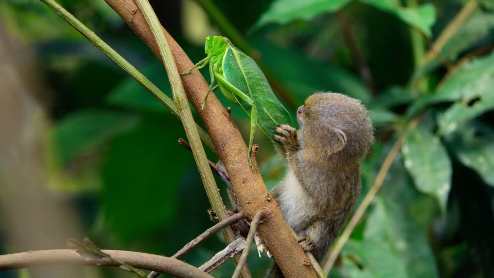 <strong>"Tiny World"</strong>: Narrated by Paul Rudd, this series takes a unique perspective on the natural world, exploring the ingenuity and resilience of the smallest animals on the planet. Brand new camera technology allows us, for the very first time, to see the world through the eyes of the tiniest creatures and witness the extraordinary things they do to survive.<strong> (Apple TV +)</strong>