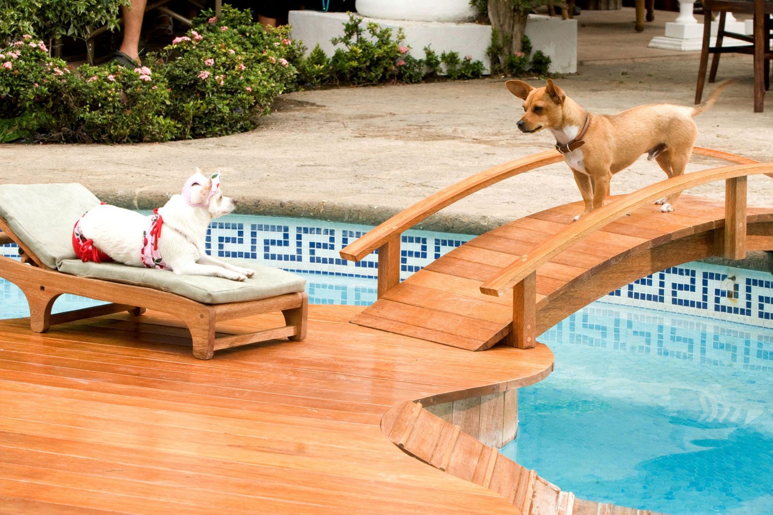 <strong>"Beverly Hills Chihuahua"</strong>: While on vacation in Mexico, Chloe, a ritzy Beverly Hills chihuahua, finds herself lost and in need of assistance in order to get back home. <strong>(Disney +)</strong>