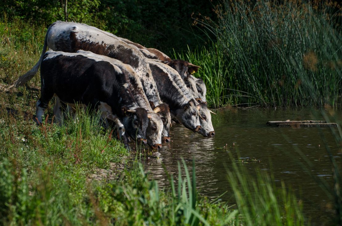 English longhorn cattle drink from one of Knepp's waterways.