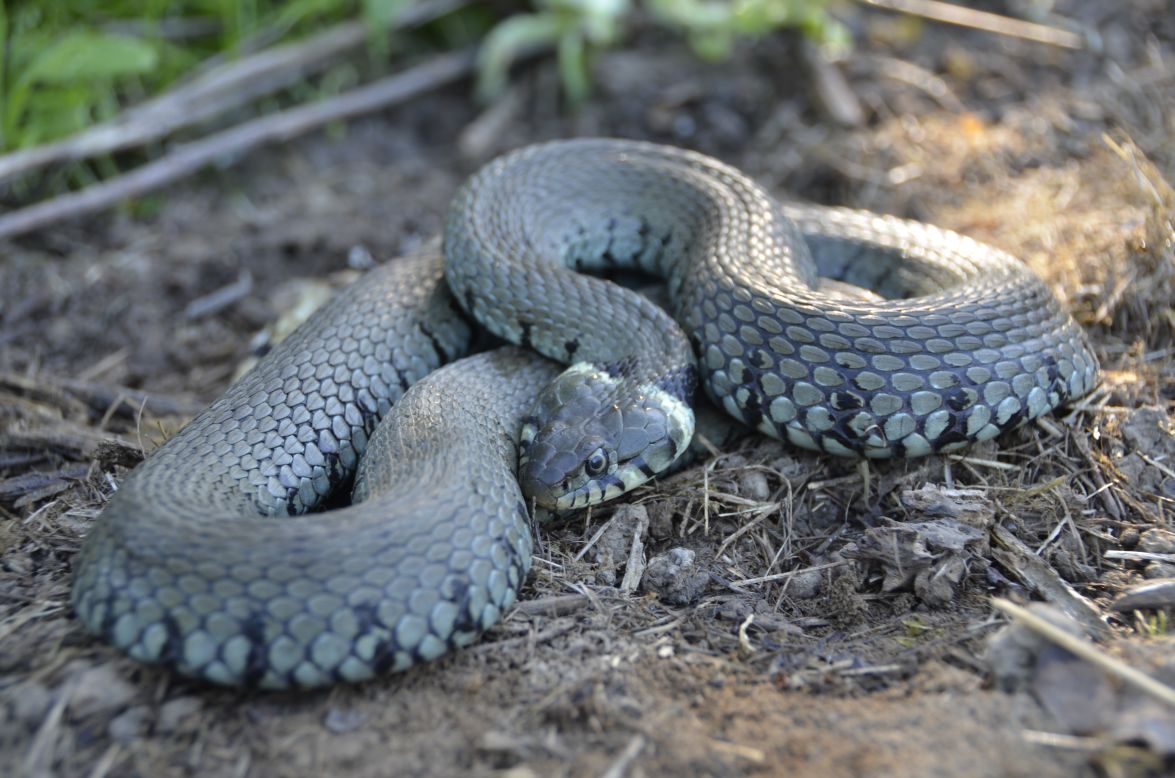 A grass snake finds a shady spot to hide from predators. 