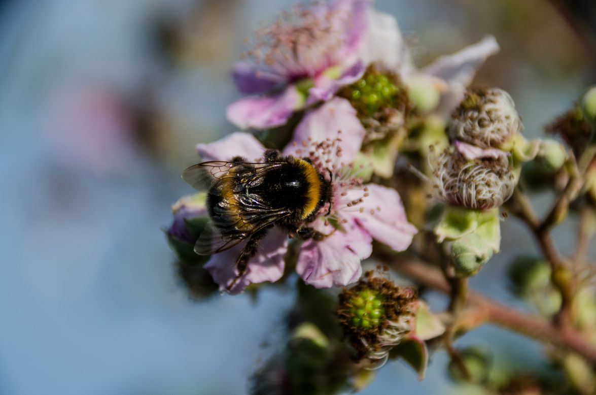 The mosaic of habitats created by the large animals has resulted in an explosion of life, including many insect species. Pollinators have made a beeline for Knepp's wildflowers and are an important source of food for the estate's birds.