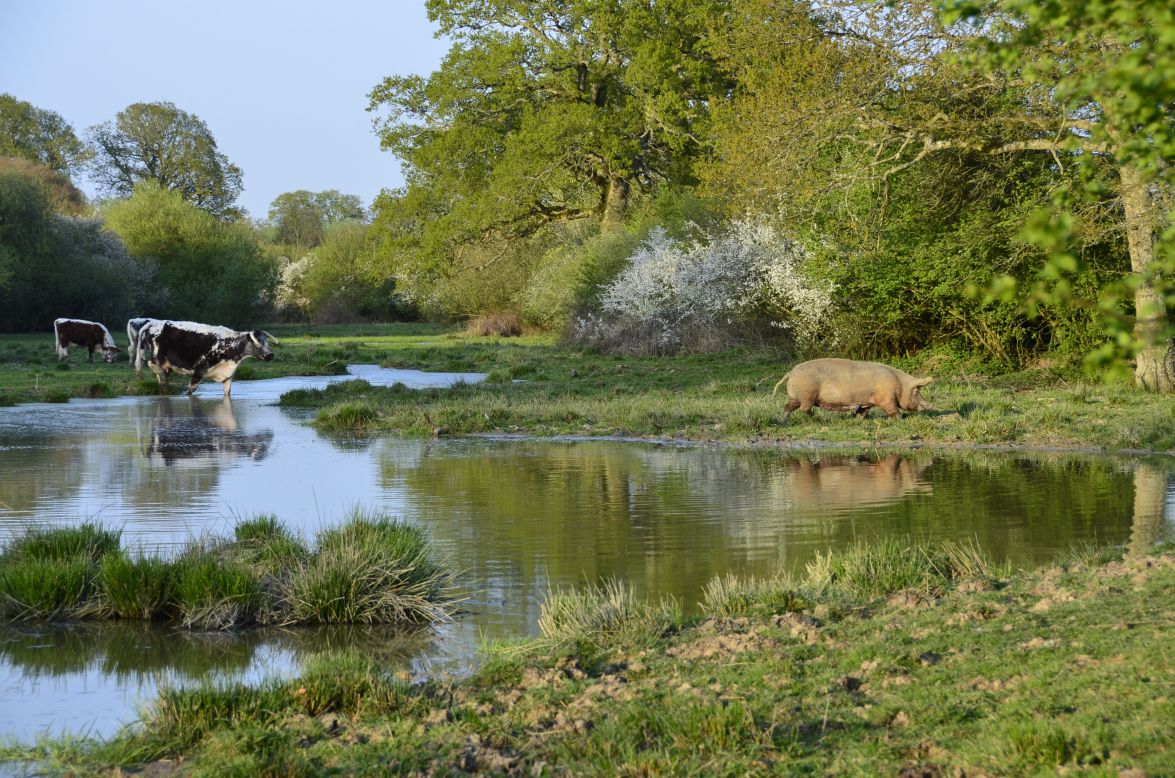 Part of the rewilding process at Knepp involved collapsing a canalized waterway to create a more natural wetland setting, and removing fencing to allow animals to roam free.