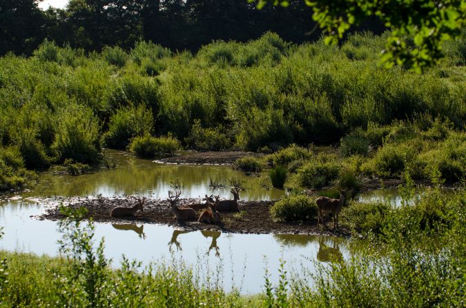 Nearly two decades after rewilding began at Knepp, the landscape has been transformed from orderly fields into a patchwork of tangled thickets, rugged pastures and meandering waterways which provide a rich habitat for birds and grazing for large herbivores. 