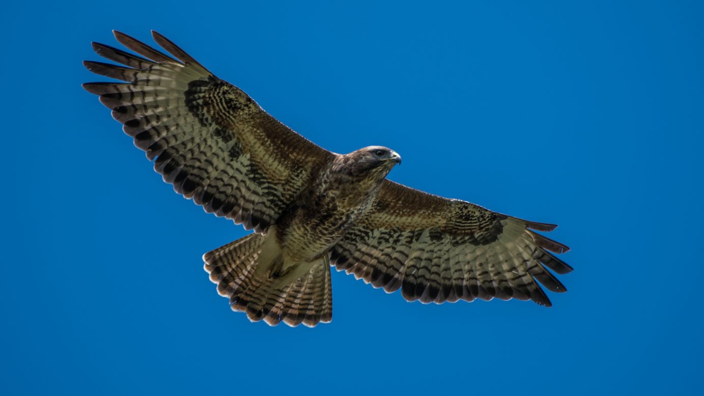 Buzzards are the UK's most common bird of prey. This one, soaring above Knepp, feasts on the small mammals and insects that thrive on the estate.