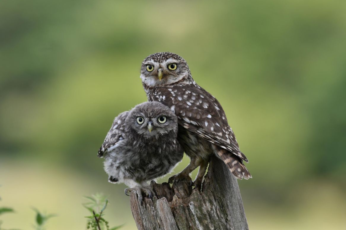 Knepp has attracted all the UK's five species of owl. Little owls -- like these -- were introduced to the UK in the 19th century.