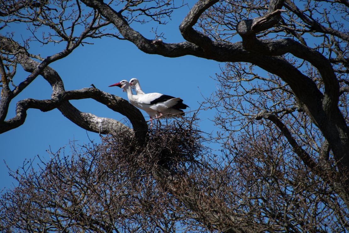 Knepp has attracted many rare birds, including white storks. 
