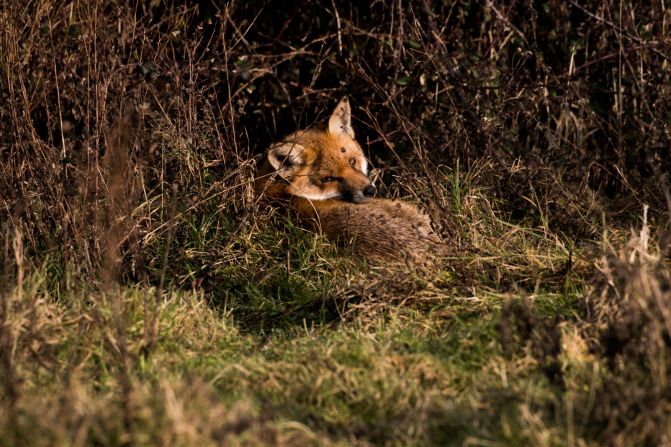 Other predators like foxes help balance the ecosystem by eating a broad diet of rodents, rabbits, birds, frogs and insects as well as berries and fruit.