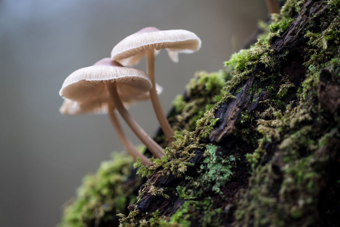 Designers are looking into the creative uses of fungi. 