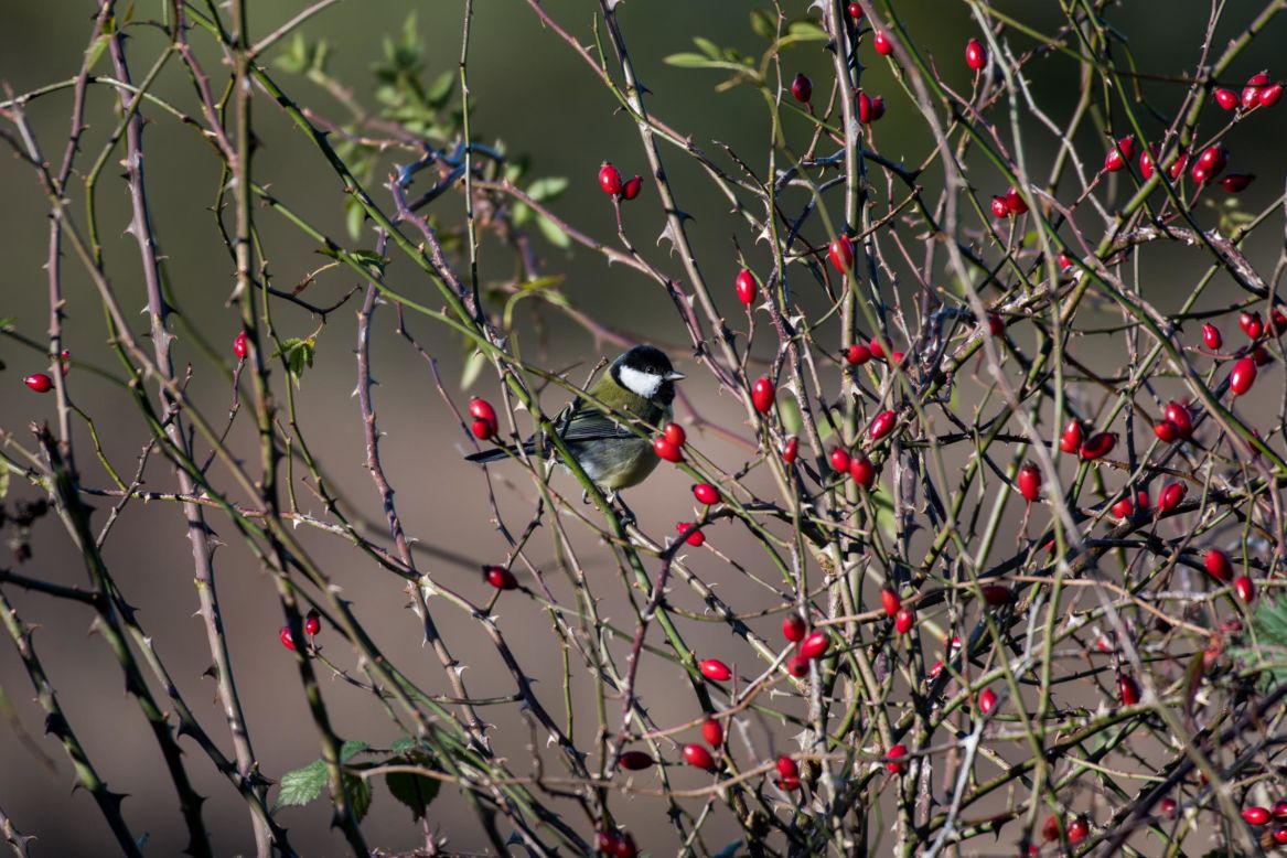The large numbers of birds on the estate create a cacophony of sound during the spring and summer months. This great tit has a distinctive, two-syllable song.