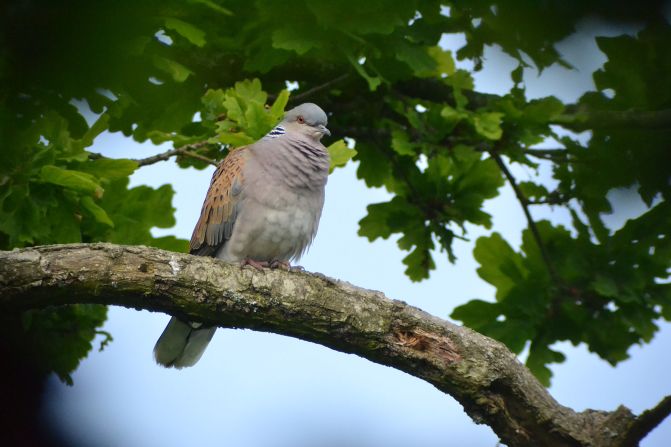 Turtle dove populations in the UK have declined by <a href="index.php?page=&url=https%3A%2F%2Fwww.bto.org%2Fpress-releases%2Fwhere-are-all-turtle-doves-and-partridges" target="_blank" target="_blank">up to 98% </a>in recent decades but the birds have found a refuge in Knepp's leafy canopies, where numbers are rising.