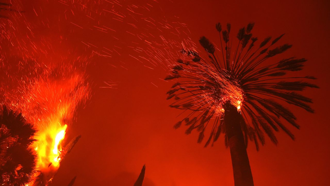 A palm tree casts embers in the Glass Fire.