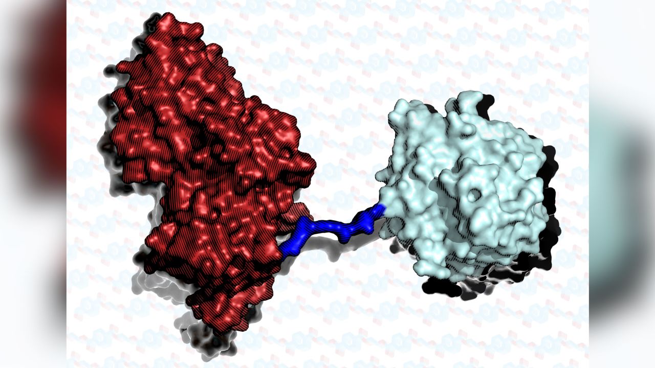 The two enzymes were effectively stitched together.