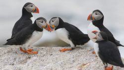 Puffins billing