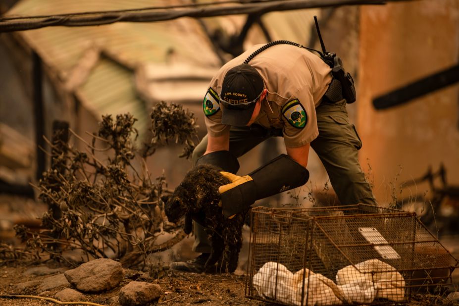 An officer with Napa County Animal Control rescues a cat after the Glass Fire passed through Napa Valley, California, on September 28, 2020.