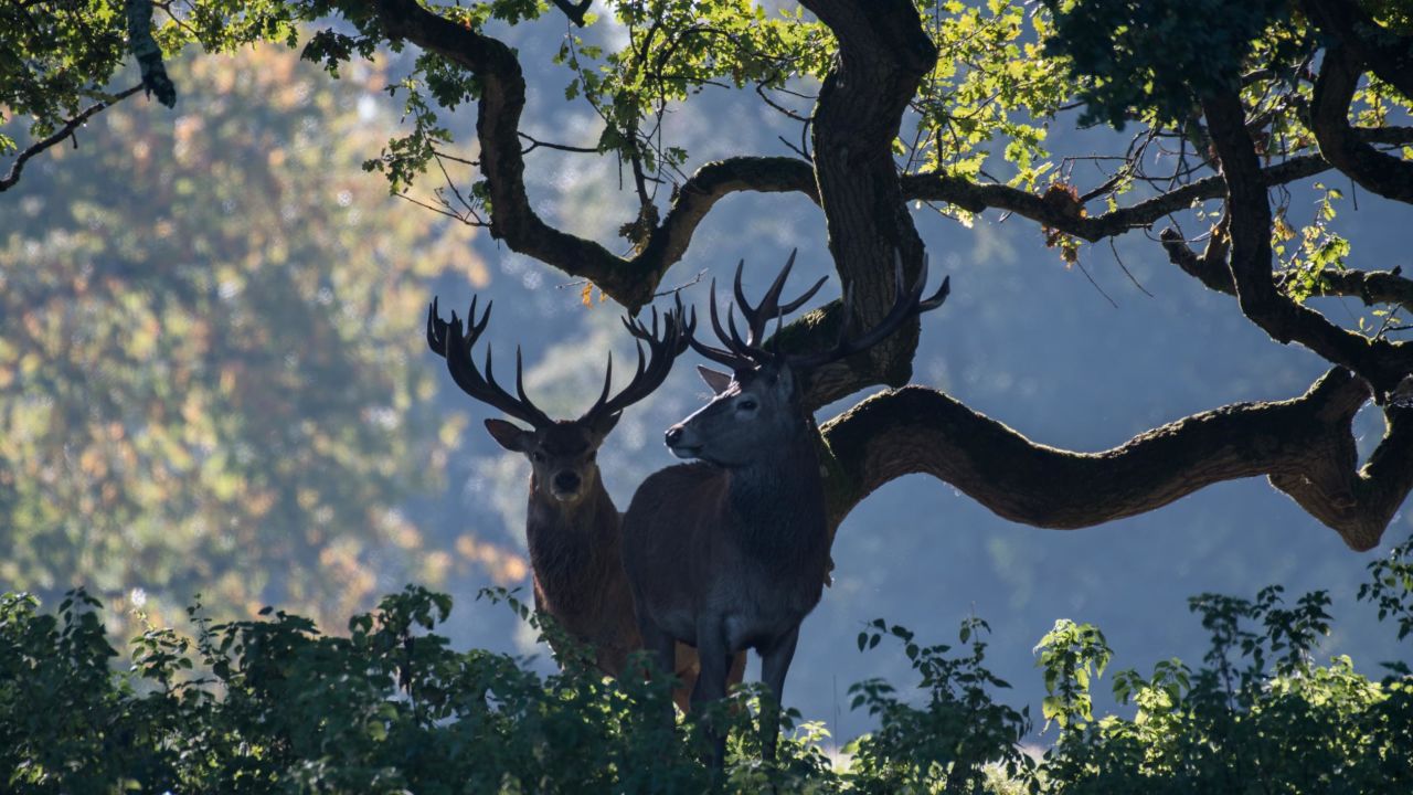 Red deer silhouetted against a sweeping tree canopy on Knepp estate.