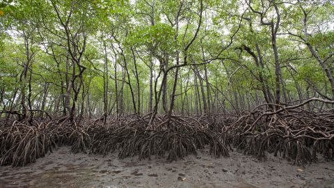 Mangroves growing in the south of Brazil's Boipeba island have extensive root systems.