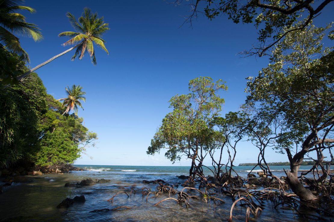 Mangroves are very effective at storing carbon.