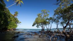 Mangrove at Bainema Beach, Boipeba Island, Bahia, Brazil