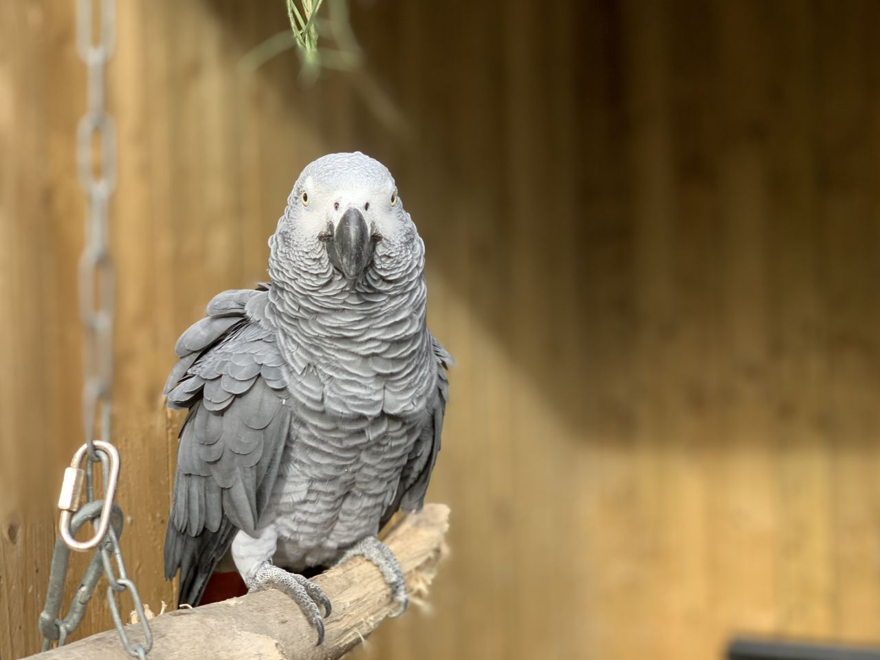 Elsie, one of the potty-mouthed parrots. (Jade shown top).