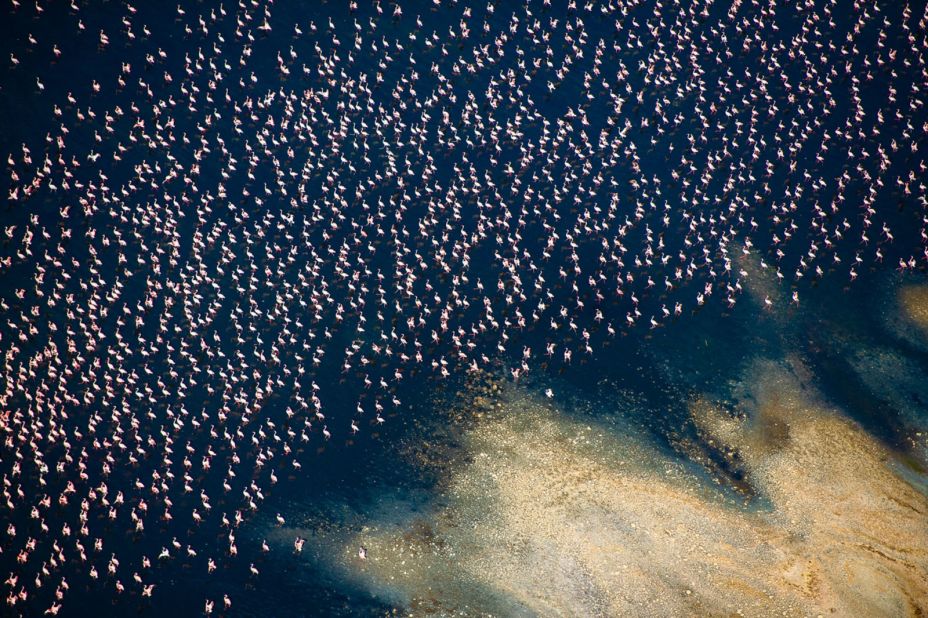 Thomas Vijayan's shot of hundreds of flamingos was also picked.