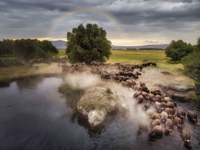 A buffalo herd moves to shelter, in this picture by Mehmet Aslan.