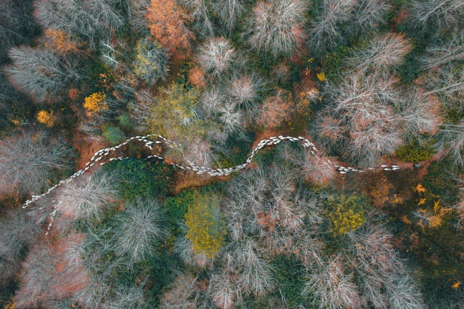 "Forest Path" by Mehmet Aslan.