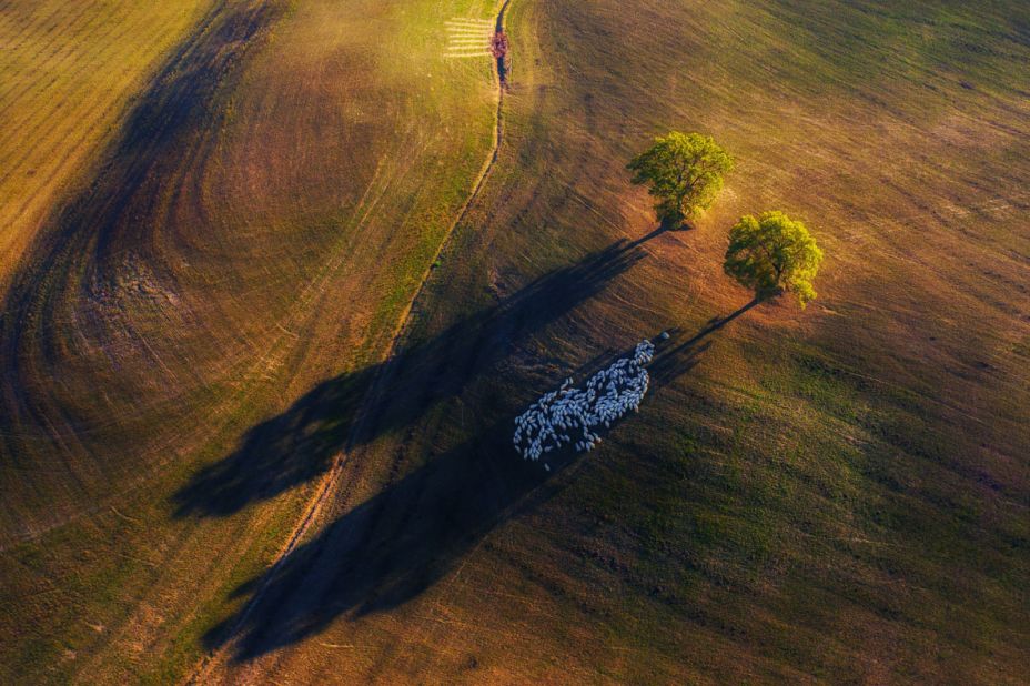 Sheep shelter from the sun, in a shot by Marek Biegalski.